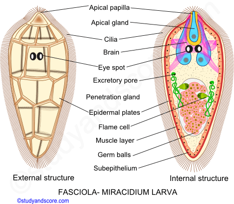 Fasciola hepatica, life cycle in sheep, life cycle in snail, Myracidium larva, sporocyst, redia, cercaria, metacercaria	